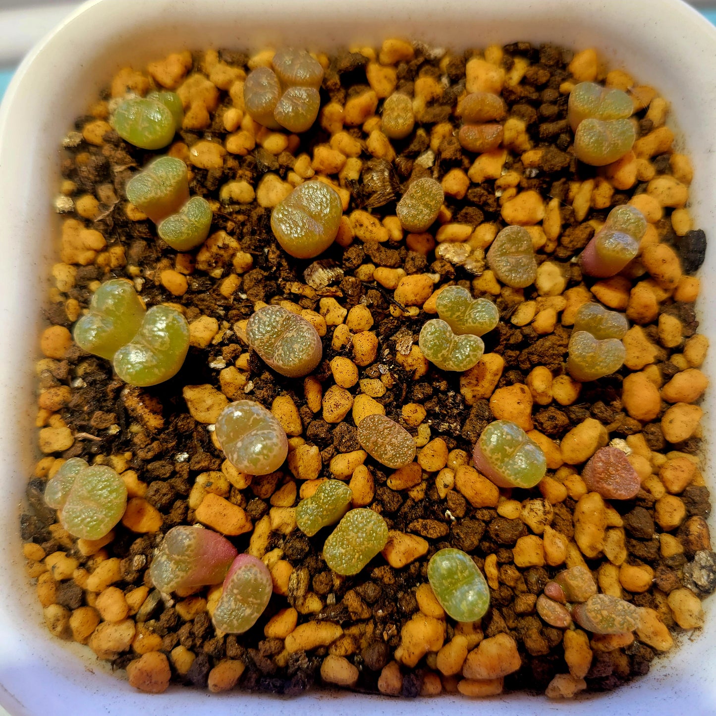 Conophytum Pellucidum 3km Kweekfontein Multiple Heads Available