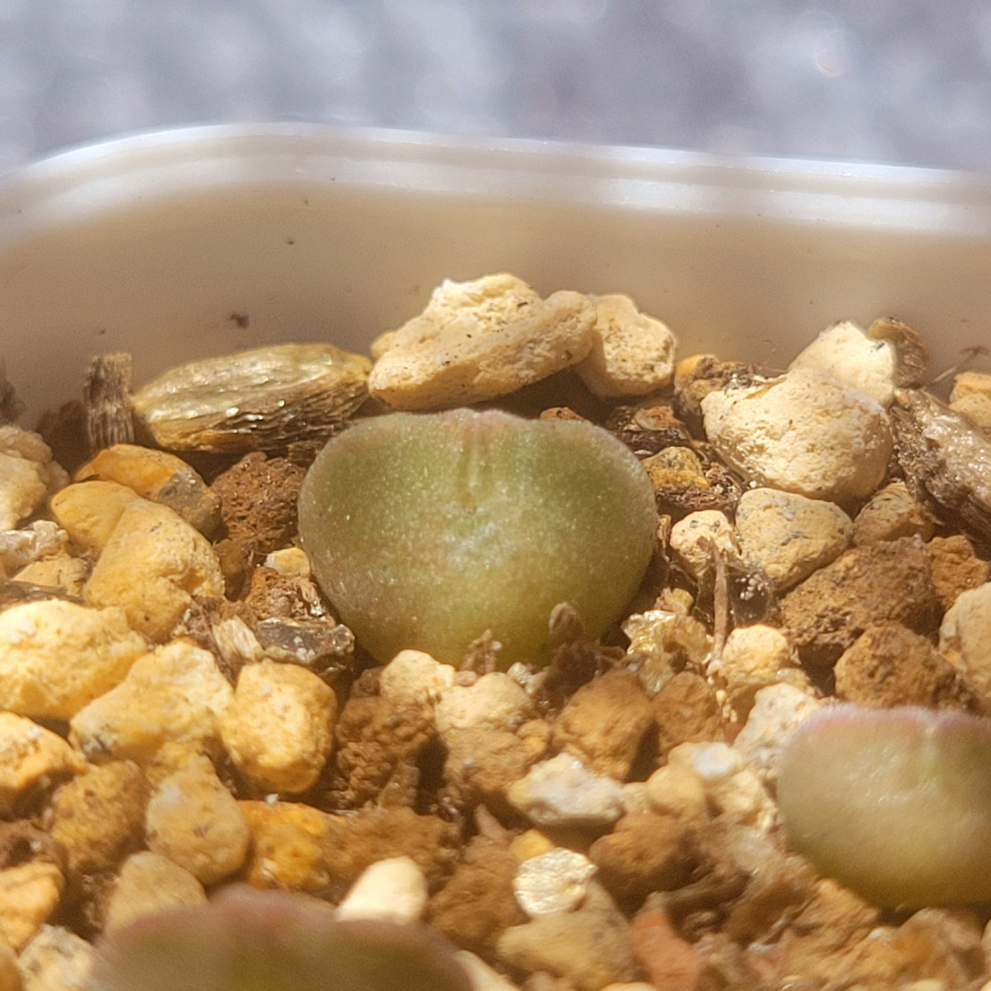 Conophytum Regale SH793 'Ratelpoort'