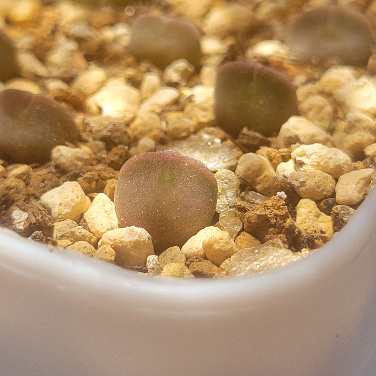 Conophytum Regale SH793 'Ratelpoort'