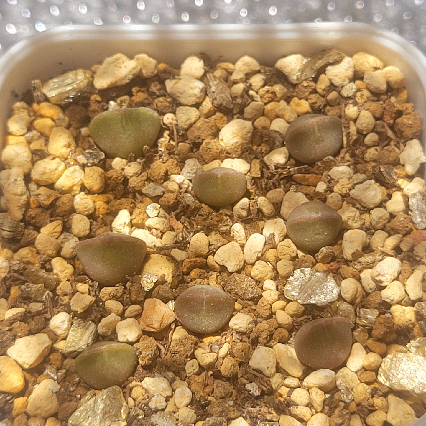 Conophytum Regale SH793 'Ratelpoort'