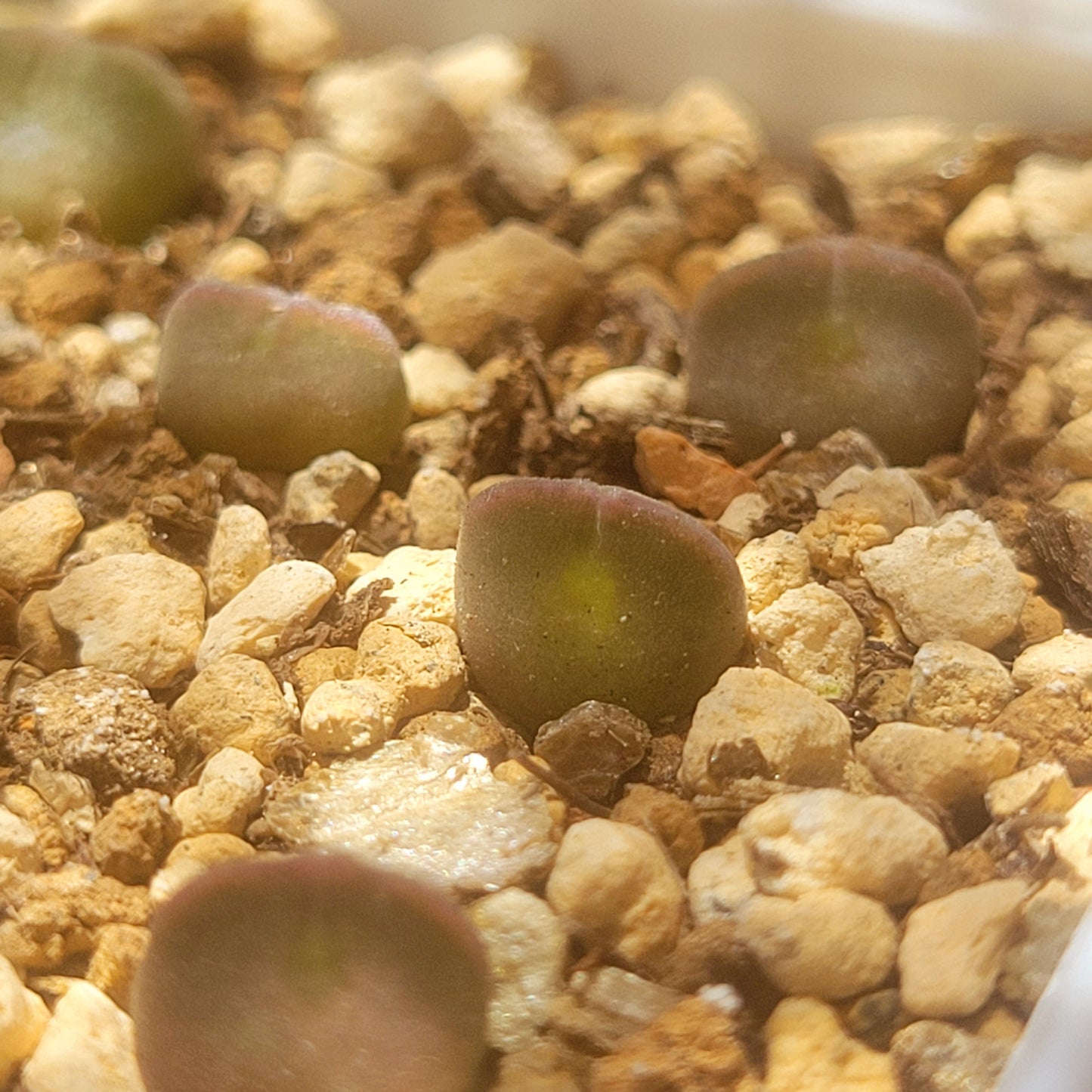 Conophytum Regale SH793 'Ratelpoort'