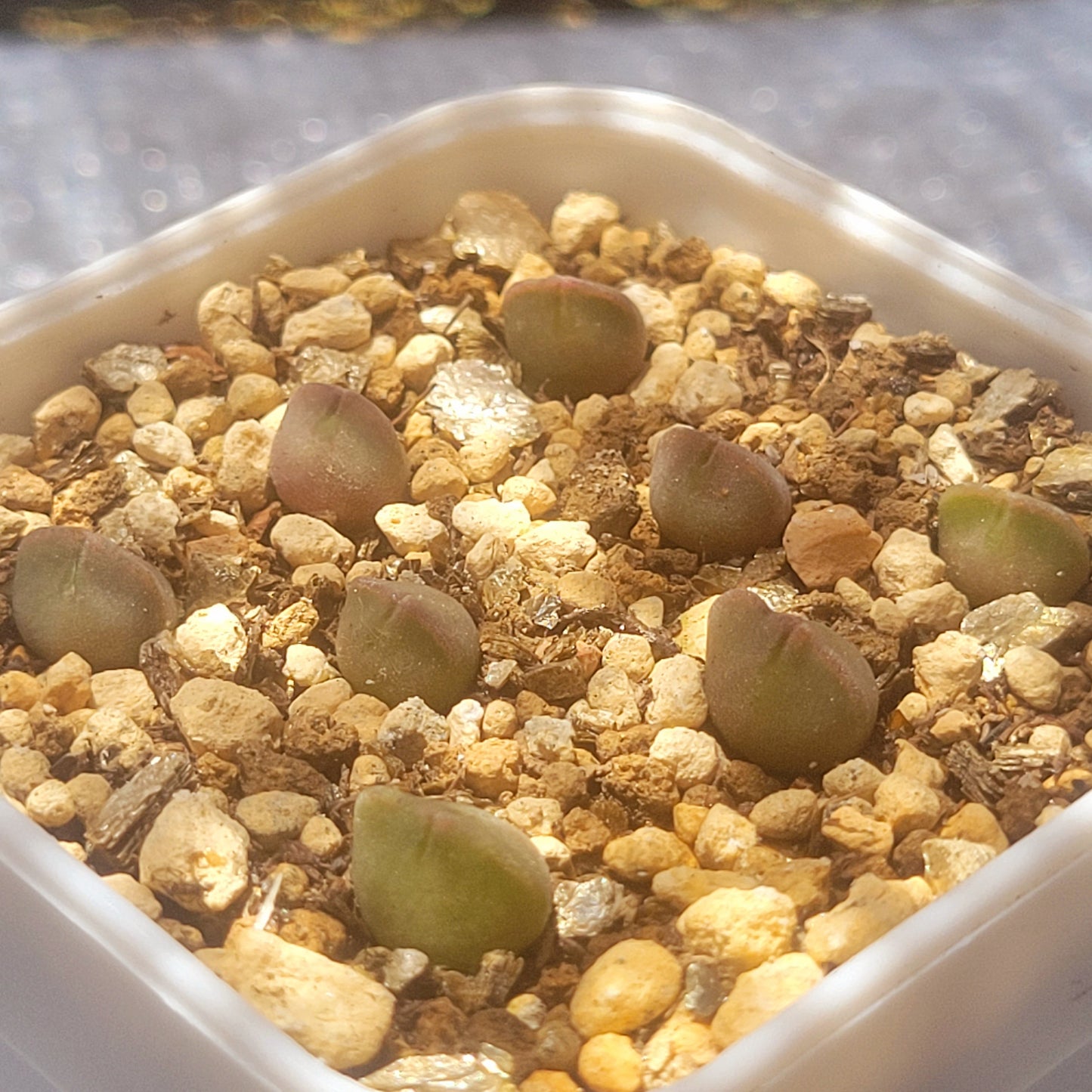 Conophytum Regale SH793 'Ratelpoort'