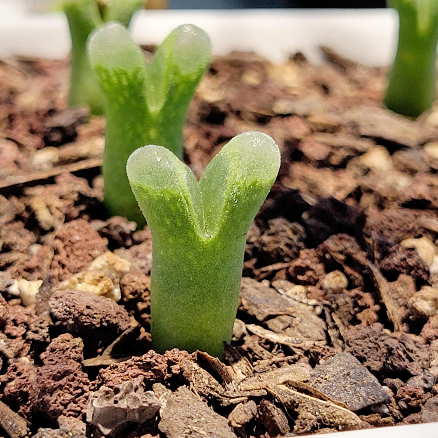 Conophytum Devium ssp Stiriiferum Friedrichiae SH437 RANDOMLY PICKED