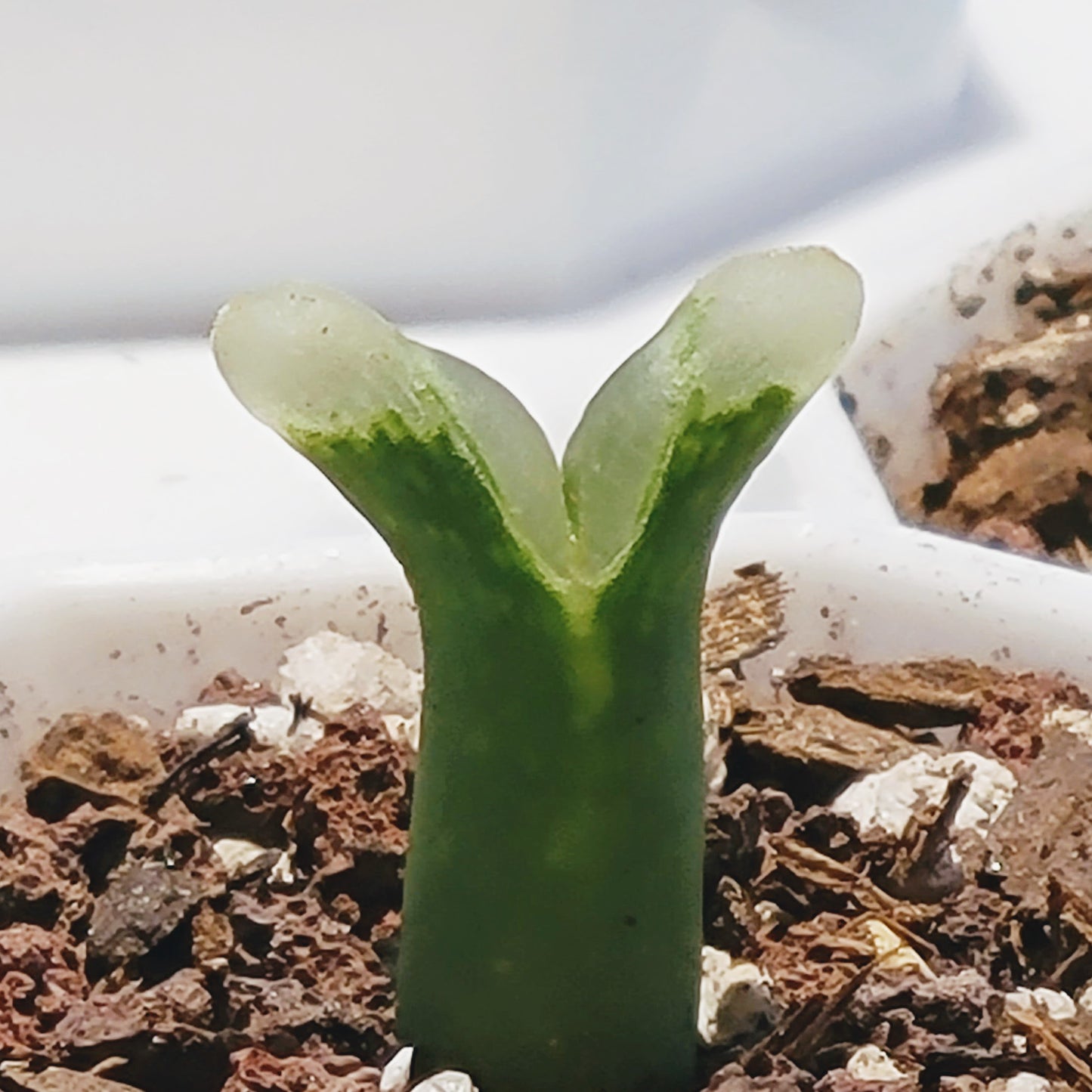 Conophytum Devium ssp Stiriiferum Friedrichiae SH437 RANDOMLY PICKED