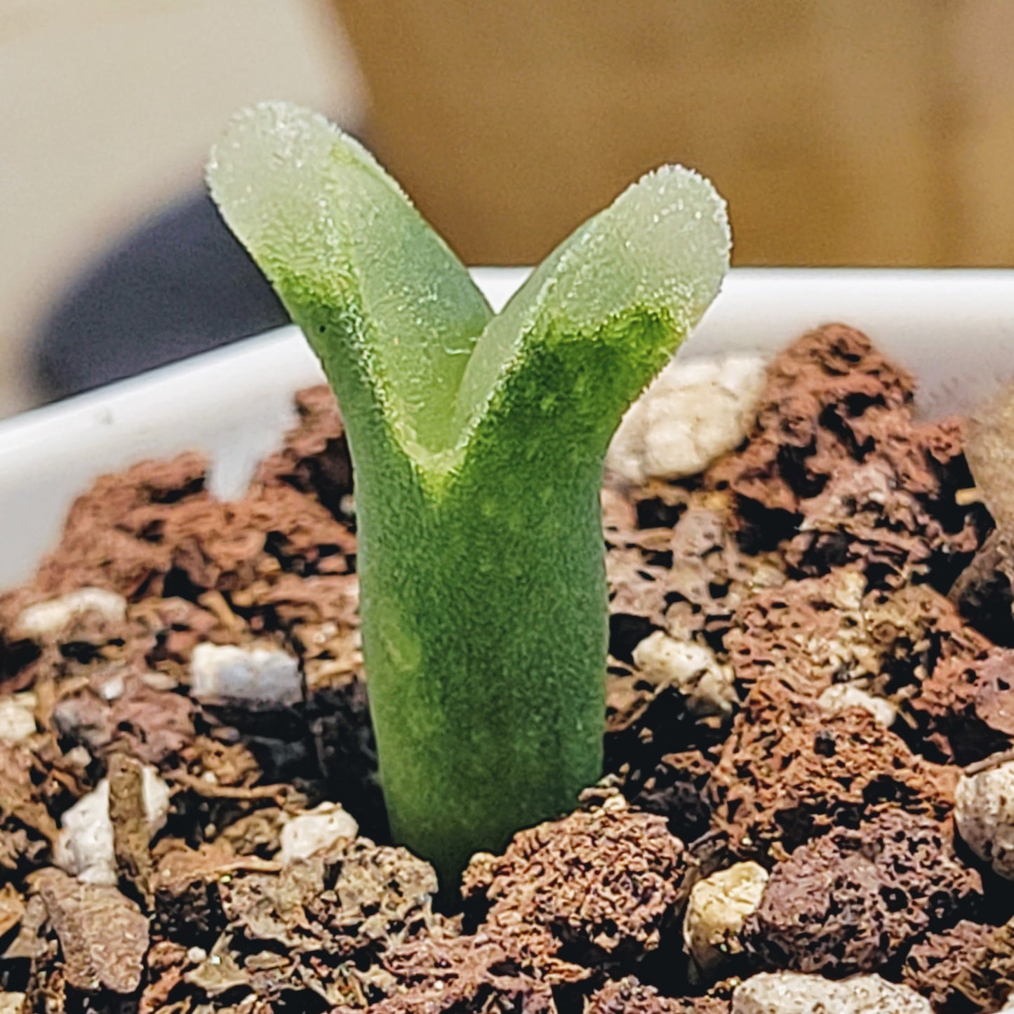 Conophytum Devium ssp Stiriiferum Friedrichiae SH437 RANDOMLY PICKED