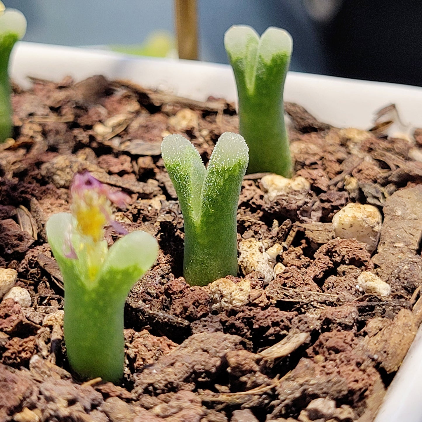 Conophytum Devium ssp Stiriiferum Friedrichiae SH437 RANDOMLY PICKED