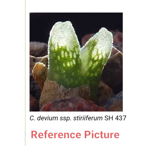 Conophytum Devium ssp Stiriiferum Friedrichiae SH437 RANDOMLY PICKED