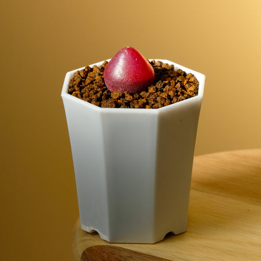 Conophytum Burgeri SH409 1.50cm (0.60")